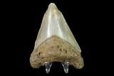 3.13" Fossil Megalodon Tooth - North Carolina - #130037-2